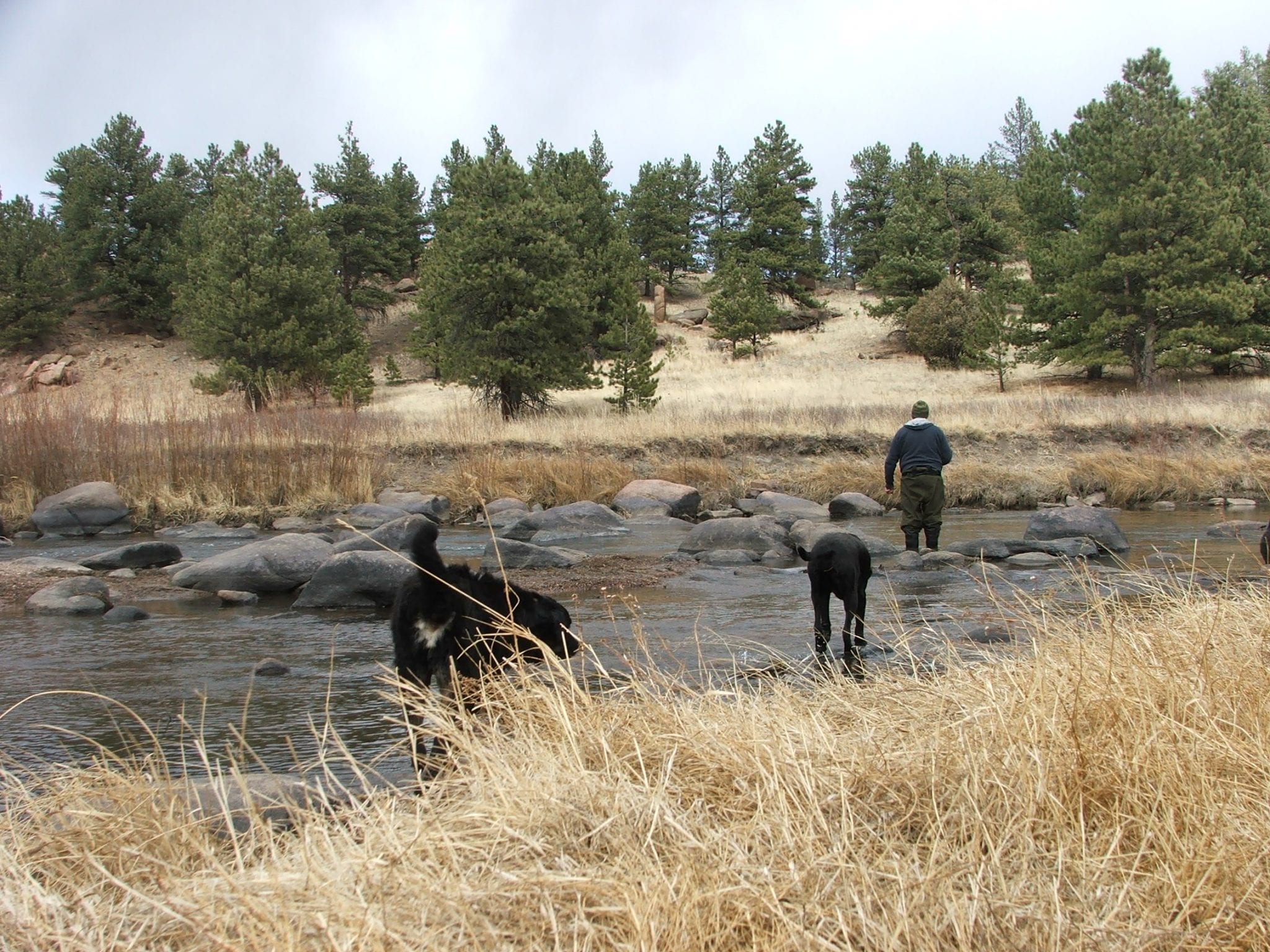 Fishing Two Dogs Happy South Park Colorado