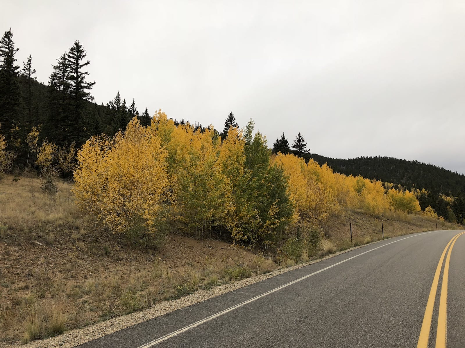 Tarryall Road Jefferson Colorado Fall Colors Yellow Aspens