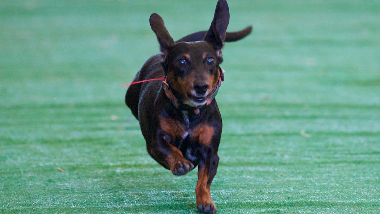 Denver Oktoberfest Weiner Dog Races