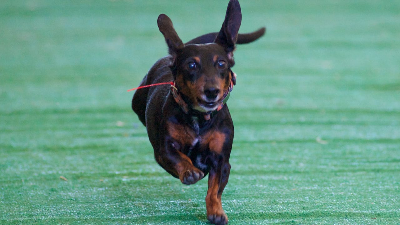 Balap Anjing Weiner Oktoberfest Denver