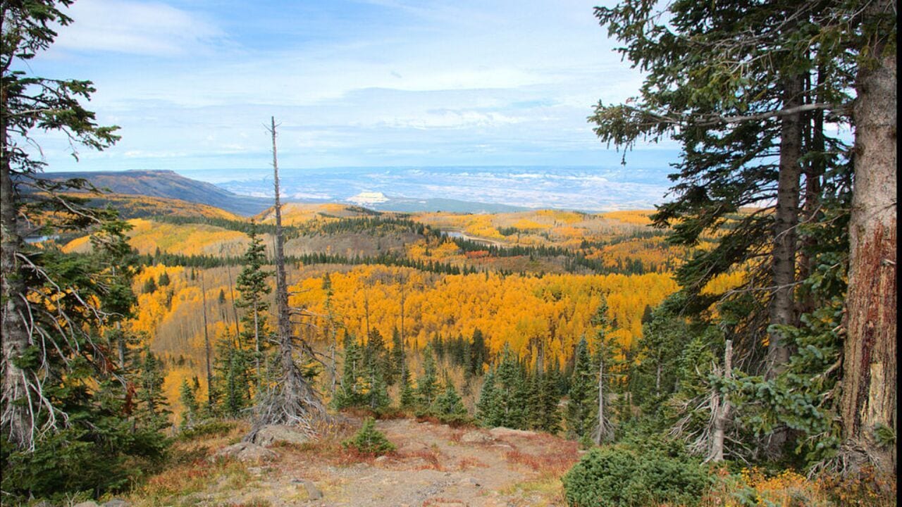 Grand Mesa Trails Off Road Jeep Trails Autumn Colorado