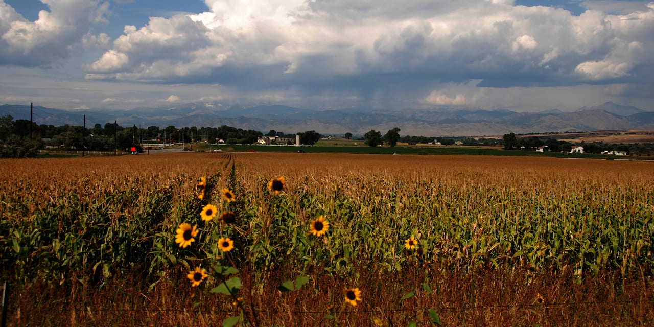 Lafayette Colorado Corn Field