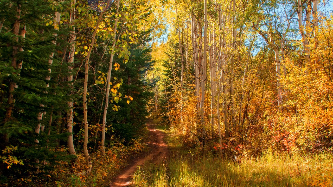 Mountain Biking Trail Steamboat Springs