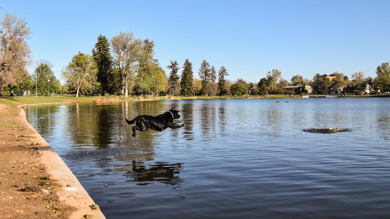 Denver Park Dog Lab Fetch