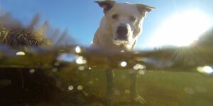 Platte River Dog Colorado GoPro