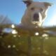 Platte River Dog Colorado GoPro