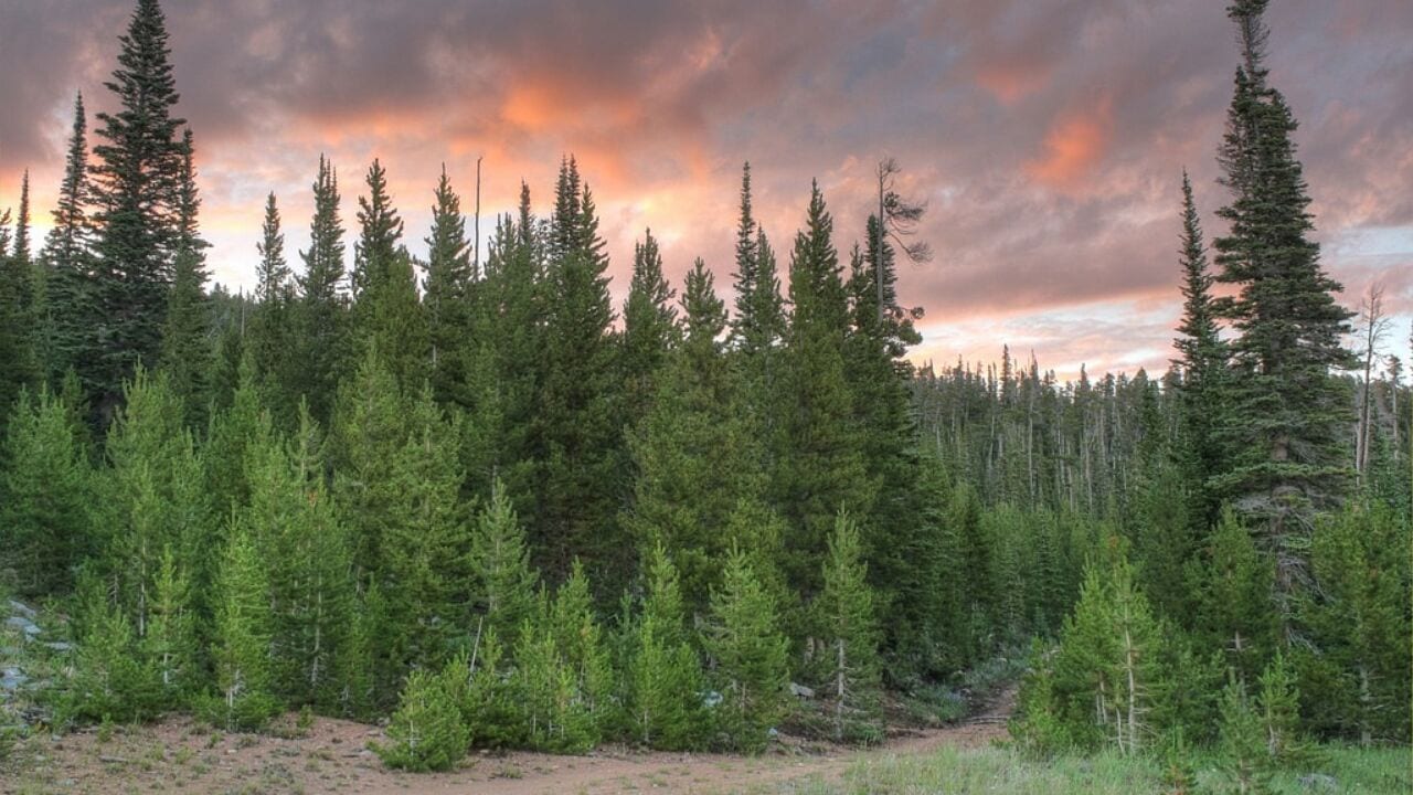 Red Feather Lakes Off-Road Jeep Trail Colorado Sunset