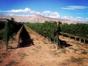 Augustina's Winery Vineyard Palisade Colorado