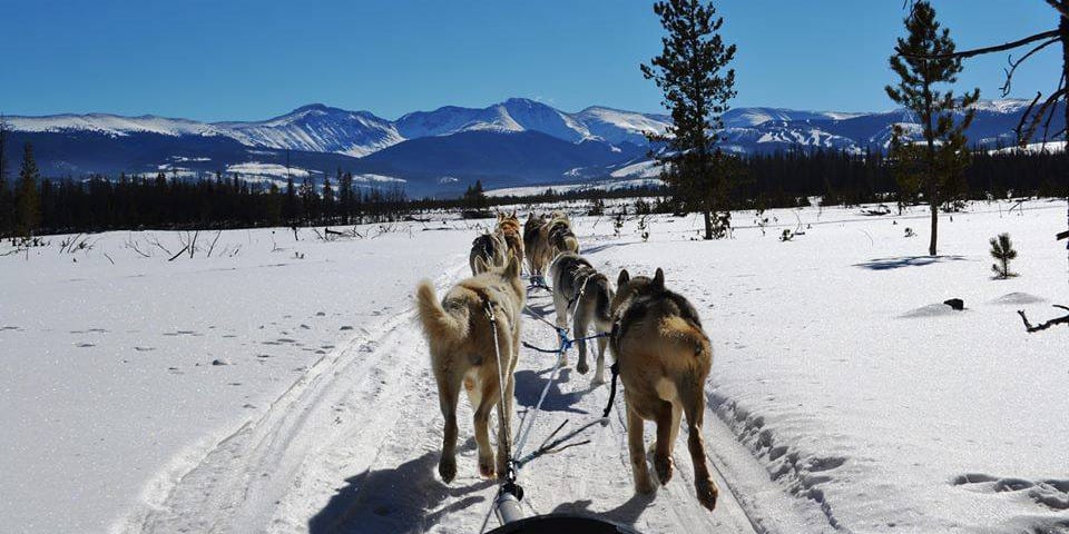 Dog Sled Rides Winter Park