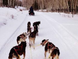 Monarch Dog Sled Tours Salida