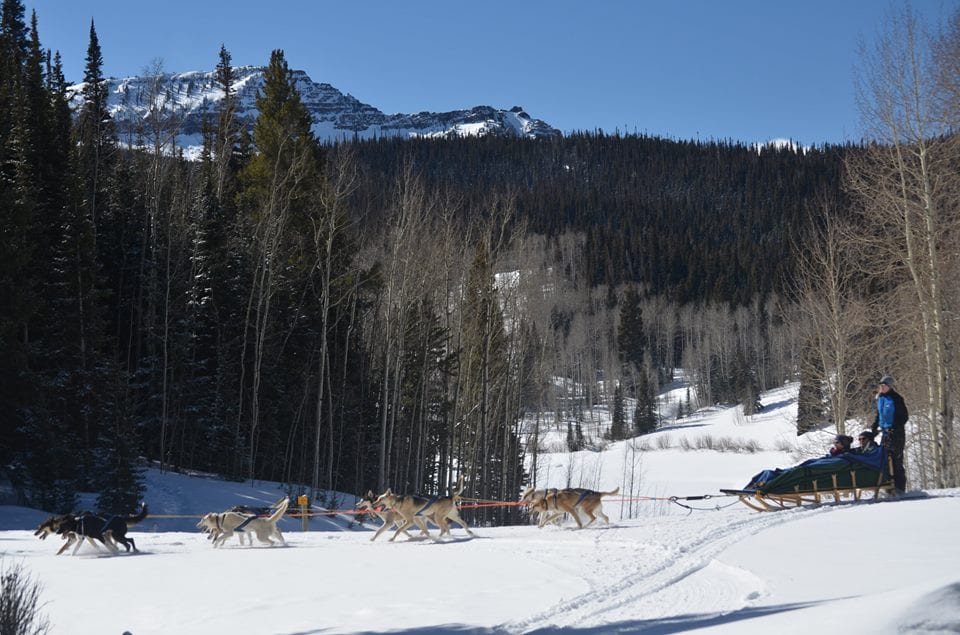 Snow Buddy Dog Sled Tours