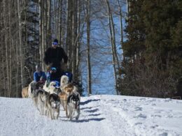 Snow Buddy Dog Sled Tours