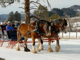 Astraddle A Saddle Sleigh Ride Pagosa Springs