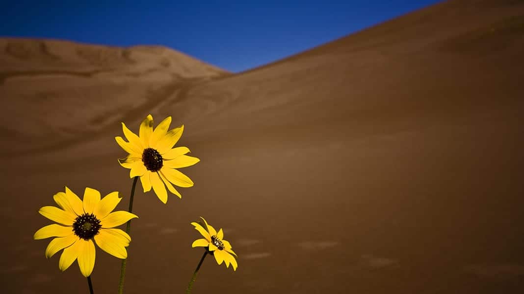 Great Sand Dunes National Park Sun Flowers