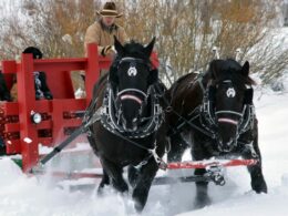 Bearcat Stables Winter Sleigh Ride Vail