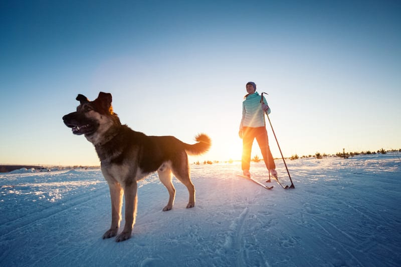 Gunnison Nordic Club Cross Country Skier Dog