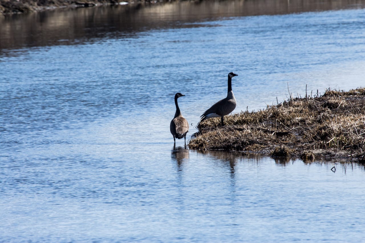 Alamosa National Wildlife Refuge