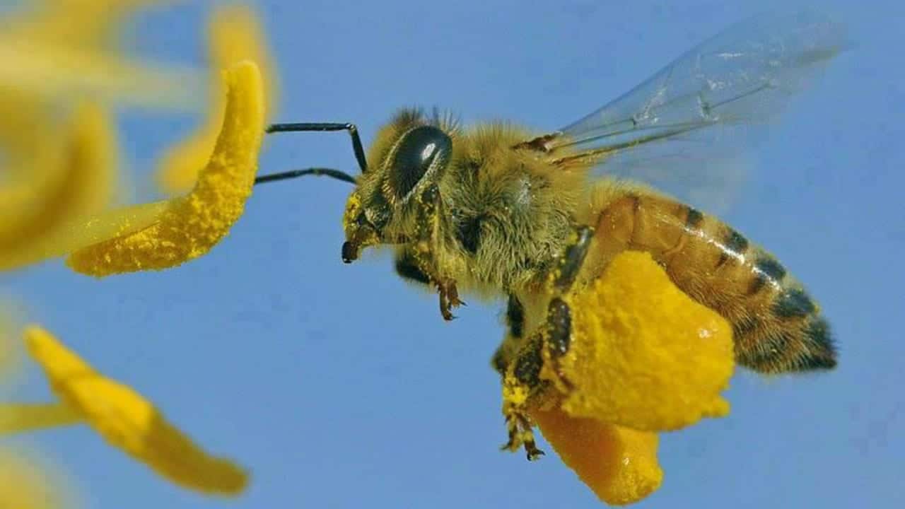 Bluecorn Beeswax Colorado Bee