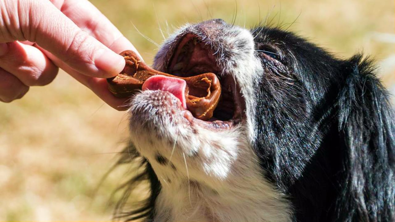 Zuke's Dog Treat Feeding