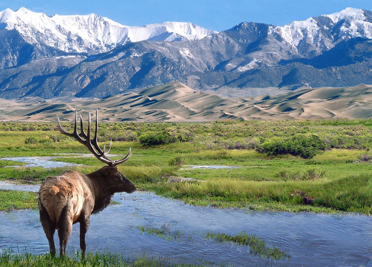 Big Spring Creek Great Sand Dunes Bull Elk