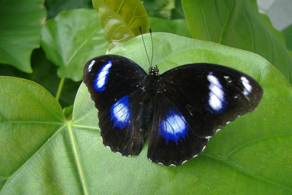 Butterfly Pavilion Greater Eggfly
