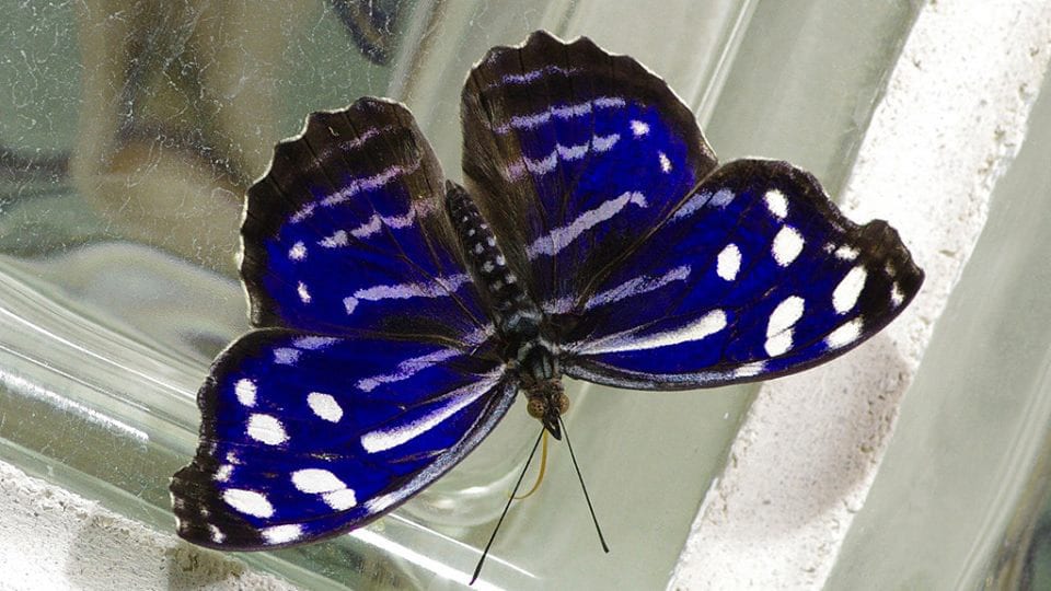Butterfly Pavilion