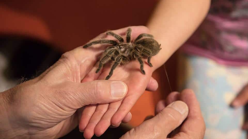 Butterfly Pavilion Tarantula Spider