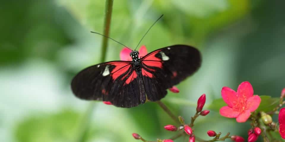 Butterfly Pavilion Westminster Colorado