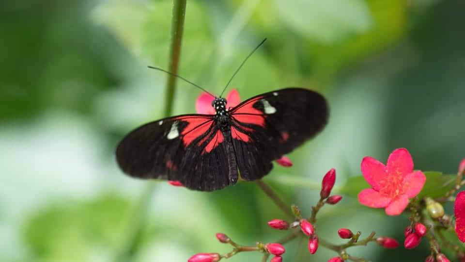 Butterfly Pavilion Westminster Colorado Red Black Butterfly