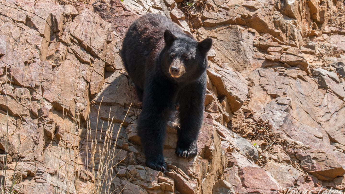 Mama Black Bear Denver Foothills