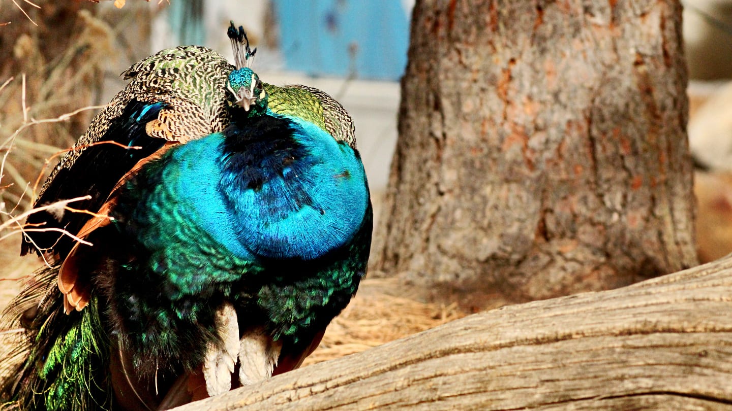 Denver Zoo Colorful Bird