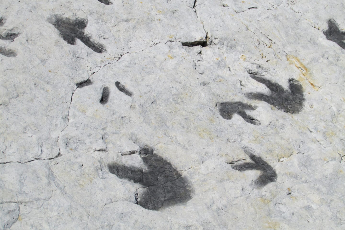 Dinosaur Ridge Tracks Morrison Colorado