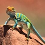 Dominguez-Escalante National Conservation Area Colorful Collared Lizard