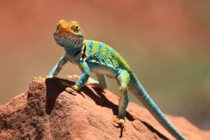 Dominguez-Escalante National Conservation Area Colorful Collared Lizard