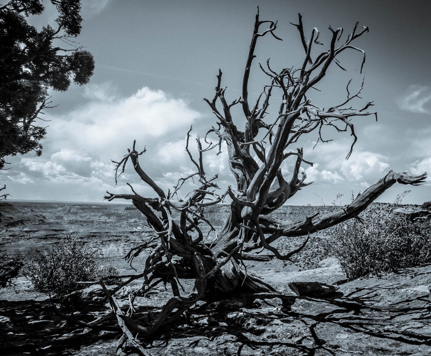 Dominguez-Escalante National Conservation Area Dead Juniper Tree