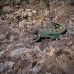 Dominguez-Escalante National Conservation Area Collared Lizard