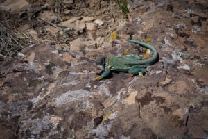 Dominguez-Escalante National Conservation Area Collared Lizard