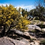 Dominguez-Escalante National Conservation Area Gold Desert Mahonia