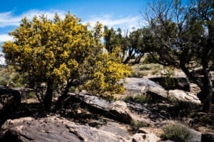 Dominguez-Escalante National Conservation Area Gold Desert Mahonia