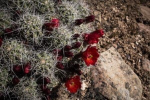 Dominguez-Escalante National Conservation Area Claret Cup Cactus