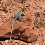 Dominguez-Escalante National Conservation Area Collared Lizard