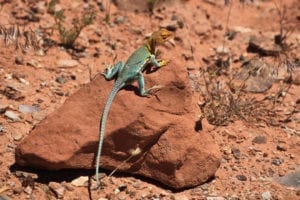 Dominguez-Escalante National Conservation Area Collared Lizard