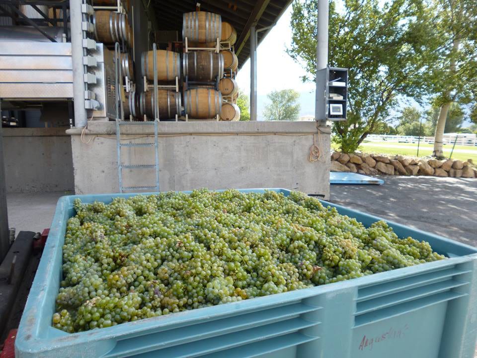 Grande River Vineyards Green Grapes