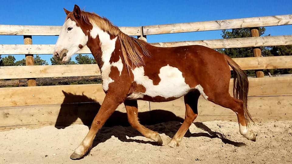 Great Escape Mustang Sanctuary Horse