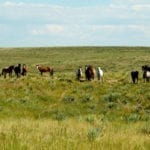 Great Escape Mustang Sanctuary