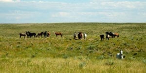 Great Escape Mustang Sanctuary