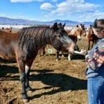 Great Escape Mustang Sanctuary