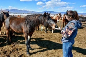 Great Escape Mustang Sanctuary