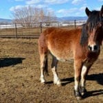 Great Escape Mustang Sanctuary