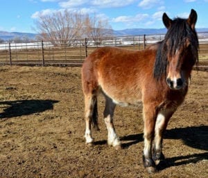 Great Escape Mustang Sanctuary